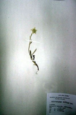 floarea de colți; Leontopodium alpinum; Cass. 1821