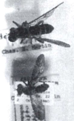Heteropogon willistoni (Martin, 1962)