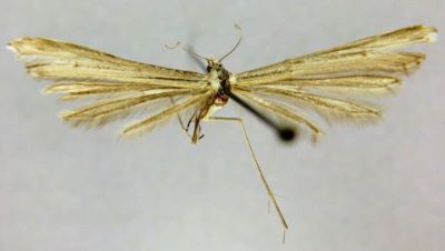 Stenoptilia transversata (Gibeaux, 1995)
