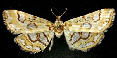 Nymphula nymphaeata benesignata (Caradja, 1925)