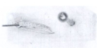 Gracillaria multipunctella (Chrétien, 1916)