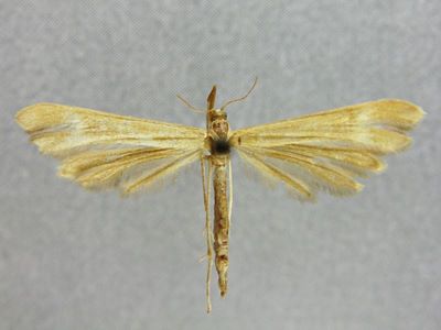 Marasmarcha ehrenbergiana var. decolorum Caradja, 1920