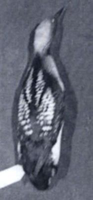 Gavia arctica arctica (Linnaeus, 1758)