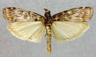 Dioryctria yuennanella (Caradja, 1937)