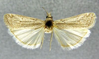 Selagia albipunctella (Chrétien, 1910)