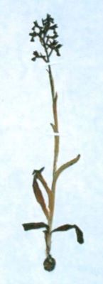 ploșnițoasă; Orchis cariophora (Linnaeus, 1753)