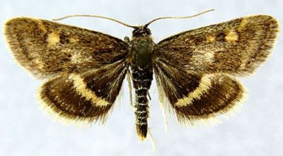Pyrausta issykkulensis var. differalis (Caradja, 1916)