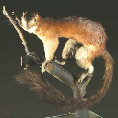 veveriță uriașă roșie; Ratufa affinis (Raffles, 1821)