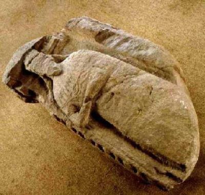 gisant; Piatră de mormânt a unui Basarab