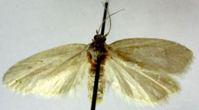 Cnephasia gueneana var. maraschana (Caradja, 1916)