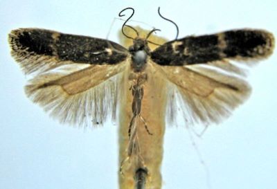 Anacampsis linella (Chretien, 1904)