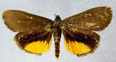 Pyrausta splendida (Caradja, 1938)