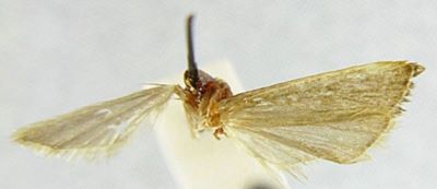 Homoeosoma apicipunctella (Caradja, 1925)