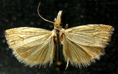 Platytes carectellus var. truncatellus (Caradja, 1916)