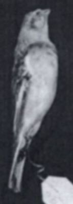 plectrophenax n. nivalis; Plectrophenax nivalis nivalis (Linnaeus, 1758)