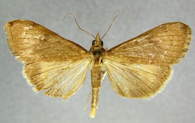 Mecyna polygonalis f. carbonalis (Caradja, 1938)