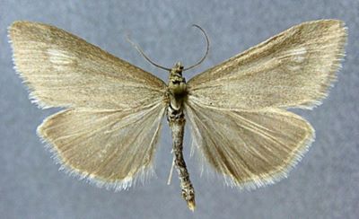 Pyrausta austriacalis juldusalis (Zerny, 1914)