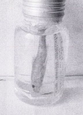 gobio kessleri banaticus - holotip; Gobio kessleri banaticus (Bănărescu, 1953)