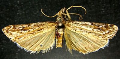 Talis menetriesi f. taishanensis (Caradja, 1938)