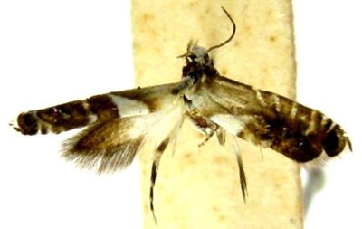 Glyphipterix chionosoma (Diakonoff, 1978)