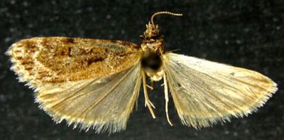 Sineudonia brunnea (Leraut, 1986)