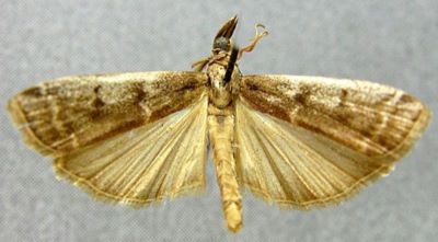 Salebria nephopterygella (Roesler)