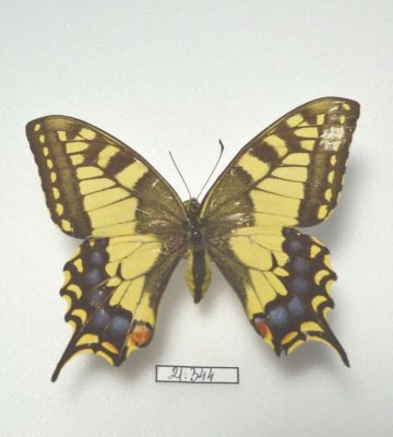 coada rândunicii; Papilio machaon (Linnaeus 1758)
