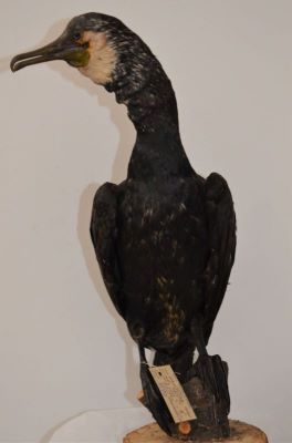 cormoran mare; Phalacrocorax carbo sinensis (Blumenbach, 1798)