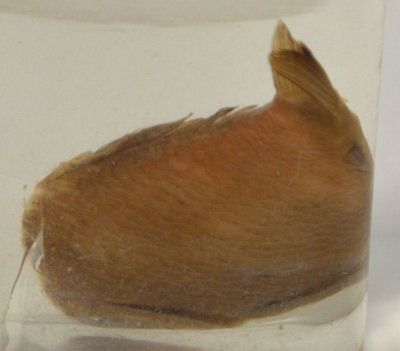 caracudă; Carassius carassius (Linnaeus, 1758)