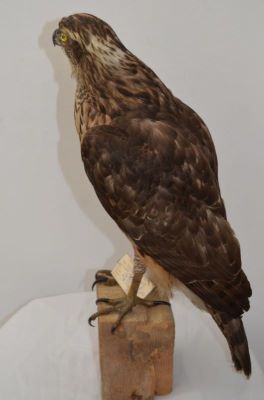 uliu porumbar, uliul găinilor; Accipiter gentilis (Linnaeus, 1758)