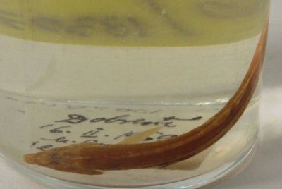 zvârlugă; Cobitis taenia (Linnaeus, 1758)