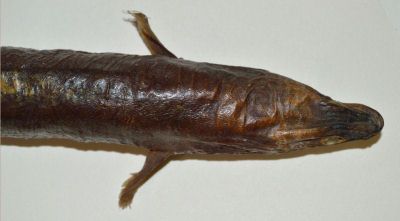 anghilă; Anguilla anguilla (Linnaeus, 1758)