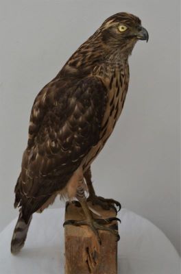 uliu porumbar, uliul găinilor; Accipiter gentilis (Linnaeus, 1758)