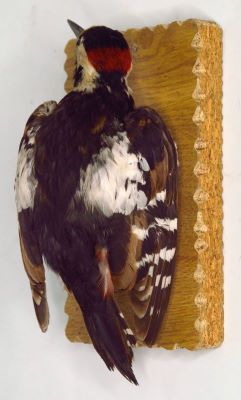 ciocanitoare de grădină; Dendrocopos syriacus (Hemprich & Ehrenberg, 1833)