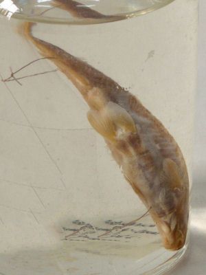 mreană vânătă; Barbus meridionalis Risso, 1827