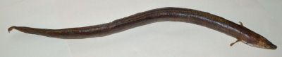 anghilă; Anguilla anguilla (Linnaeus, 1758)