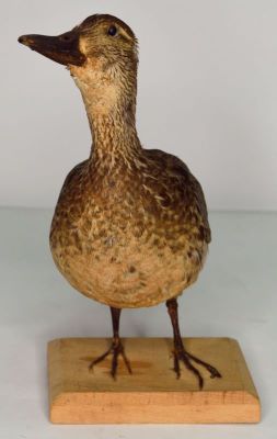 rață cârâitoare; Anas querquedula  Linnaeus, 1758