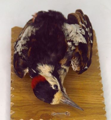 ciocanitoare de grădină; Dendrocopos syriacus (Hemprich & Ehrenberg, 1833)