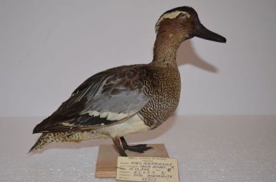 rață cârâitoare; Anas querquedula  Linnaeus, 1758