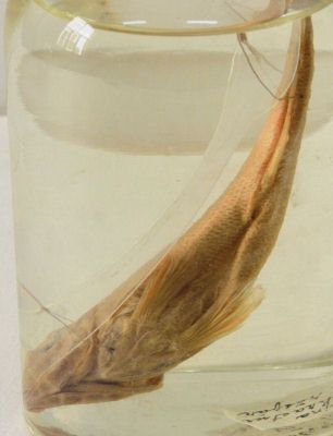 răspăr; Gymnocephalus schraetser (Linnaeus, 1758)