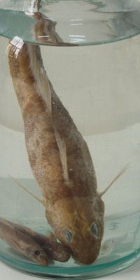 fusar mare; Zingel zingel (Linnaeus, 1766)