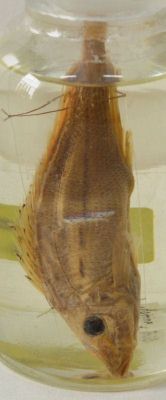 răspăr; Gymnocephalus schraetser (Linnaeus, 1758)