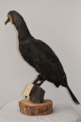 cormoran mare; Phalacrocorax carbo sinensis (Blumenbach, 1798)