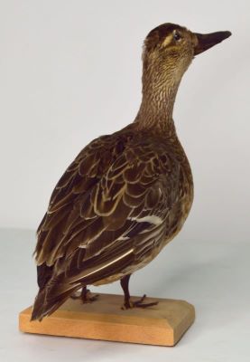 rață cârâitoare; Anas querquedula  Linnaeus, 1758