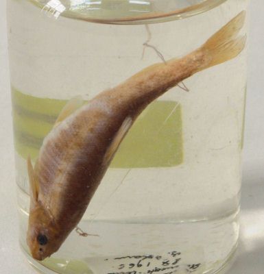 mreană vânătă; Barbus meridionalis Risso, 1827