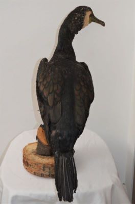 cormoran mare; Phalacrocorax carbo sinensis (Blumenbach, 1798)