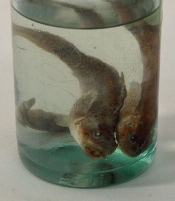 zglăvoacă; Cottus gobio Linnaeus, 1758