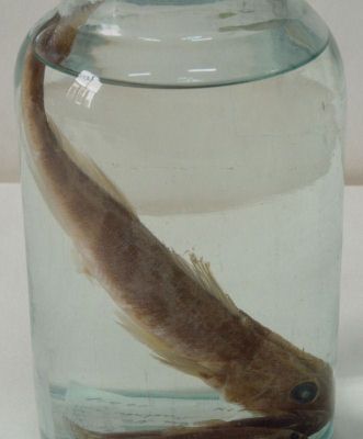 fusar mare; Zingel zingel (Linnaeus, 1766)