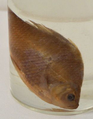 caracudă; Carassius carassius (Linnaeus, 1758)