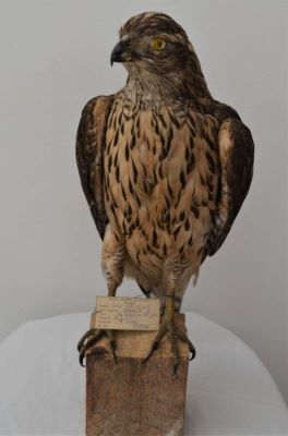 uliu porumbar, uliul găinilor; Accipiter gentilis (Linnaeus, 1758)